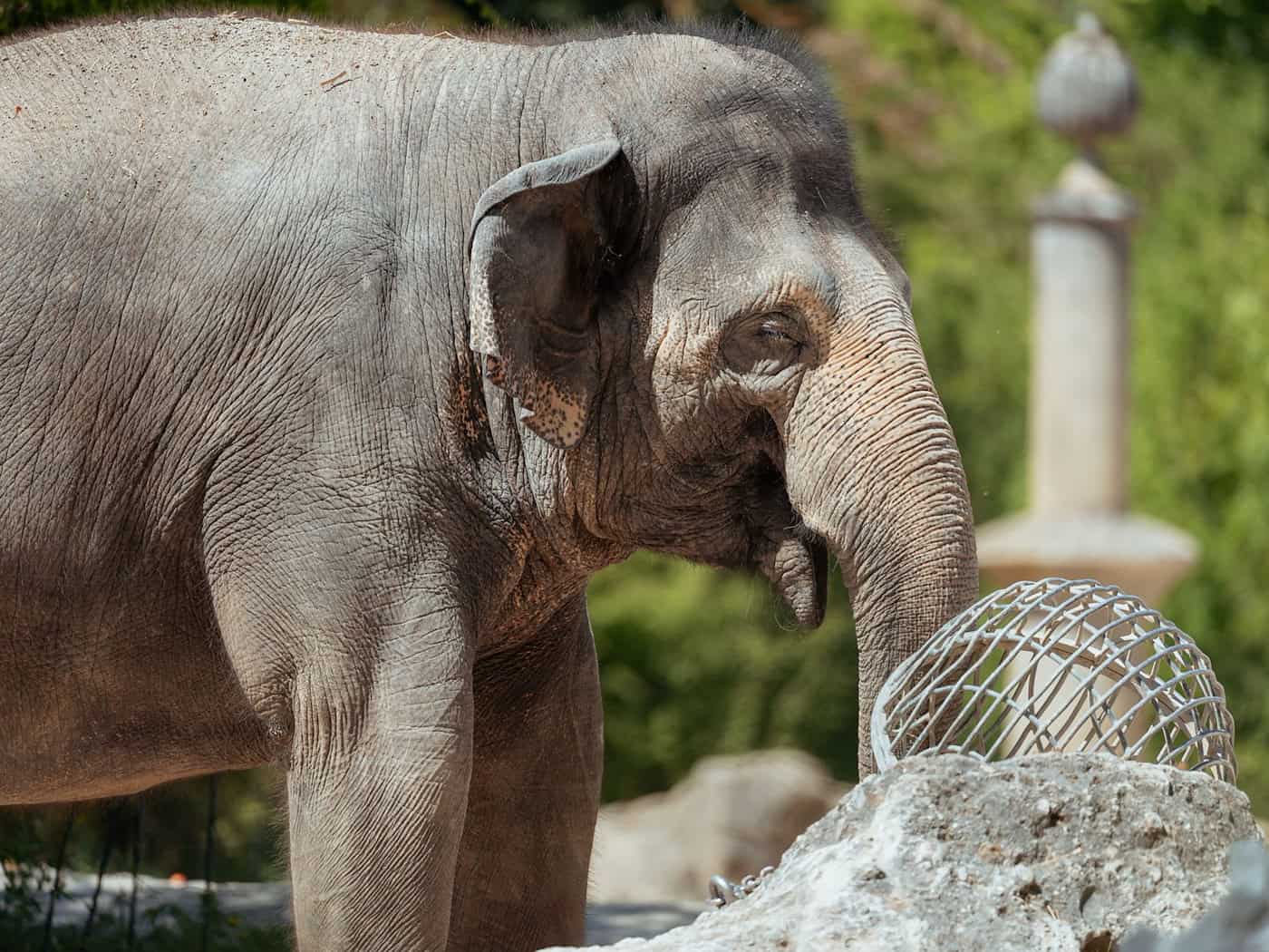 Die Asiatische Elefantenkuh Temi ist wieder trächtig.  / Foto: Jan Saurer/Tierpark Hellabrunn/dpa