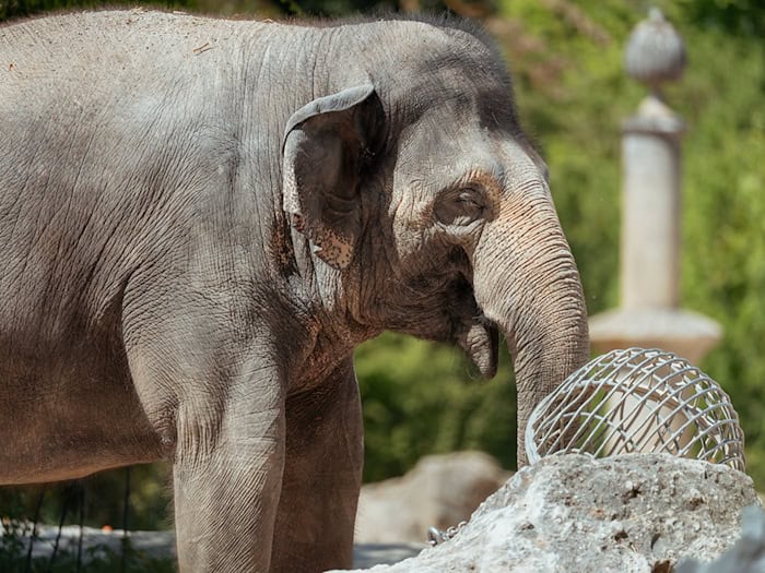 Die Asiatische Elefantenkuh Temi ist wieder trächtig.  / Foto: Jan Saurer/Tierpark Hellabrunn/dpa