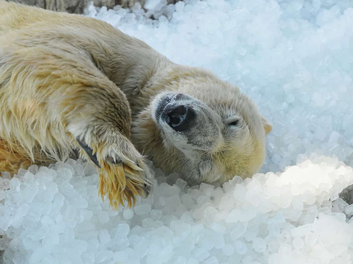 Tonnenweise Eis für Eisbären im Prager Zoo