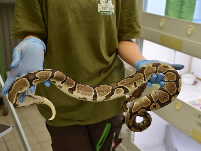 Die Schlangen gelten als friedlich. / Foto: -/Auffangstation für Reptilien, München e.V./dpa