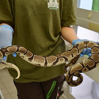 Die Schlangen gelten als friedlich. / Foto: -/Auffangstation für Reptilien, München e.V./dpa