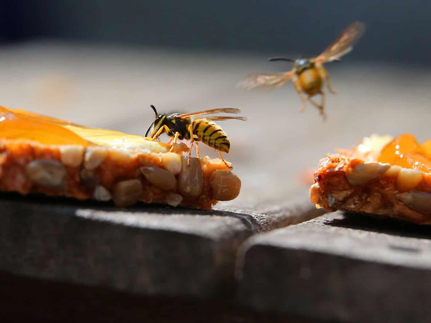 Wegen des warmen und trockenen Frühlings sind viele Wespen in Bayern unterwegs. (Archivbild) / Foto: Karl-Josef Hildenbrand/dpa/dpa-tmn
