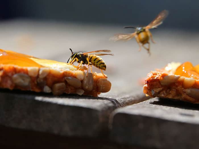 Wegen des warmen und trockenen Frühlings sind viele Wespen in Bayern unterwegs. (Archivbild) / Foto: Karl-Josef Hildenbrand/dpa/dpa-tmn