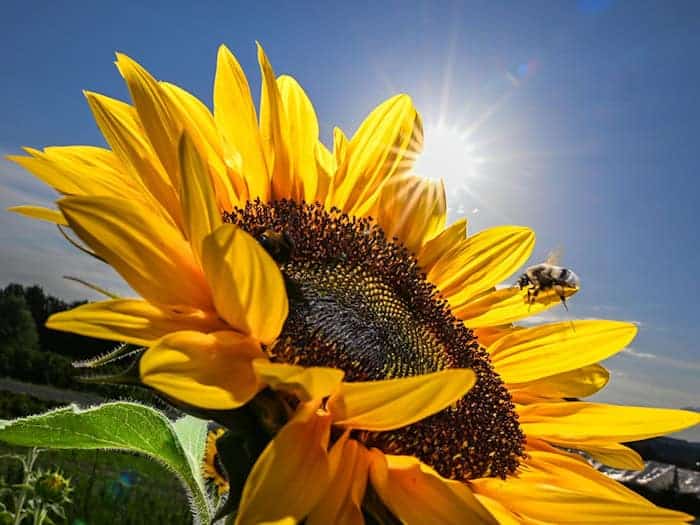 Sieben Jahre nach dem Ruf der Bayern nach mehr Artenschutz bei «Rettet die Bienen» zieht der Trägerkreis des Volksbegehrens ein durchwachsenes Fazit bei der Umsetzung. (Illustration) / Foto: Felix Kästle/dpa