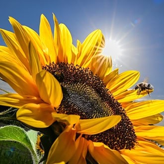 Sieben Jahre nach dem Ruf der Bayern nach mehr Artenschutz bei «Rettet die Bienen» zieht der Trägerkreis des Volksbegehrens ein durchwachsenes Fazit bei der Umsetzung. (Illustration) / Foto: Felix Kästle/dpa