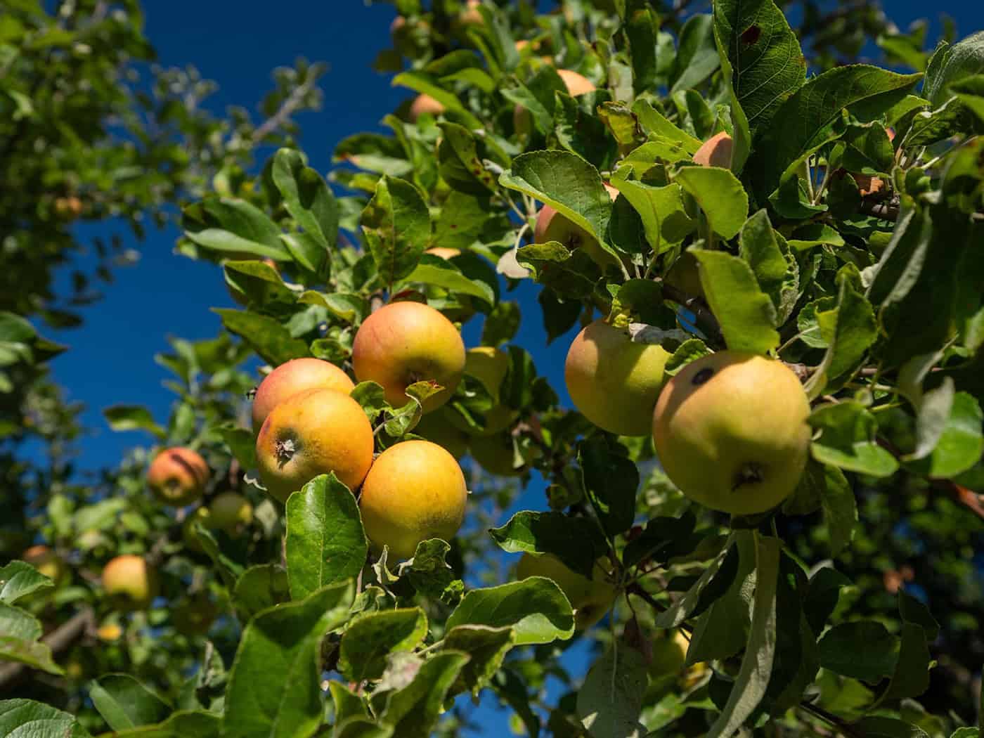 Apfelsaison vor dem Start: Werden Äpfel jetzt teurer?