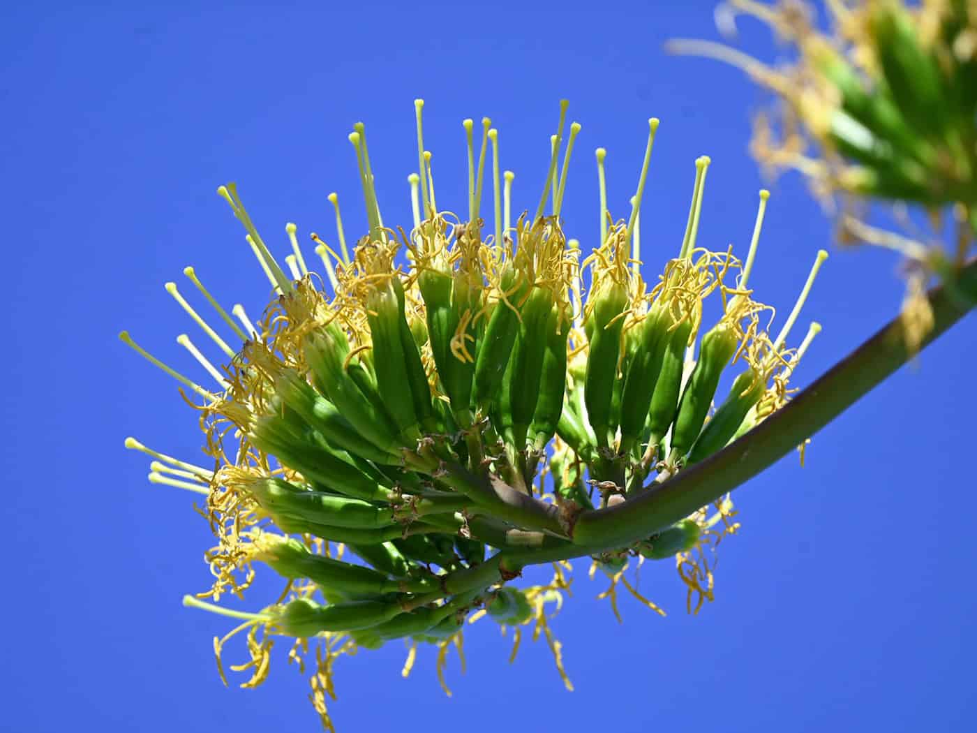 Fast sechs Meter hohe Agave im Schlosspark Nymphenburg blüht nach Jahrzehnten