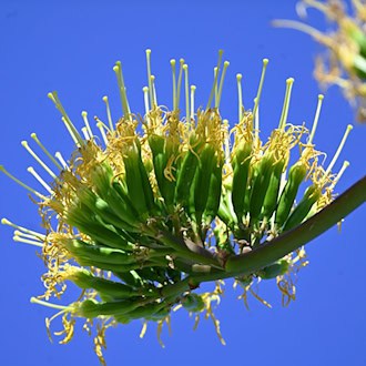 Fast sechs Meter hohe Agave im Schlosspark Nymphenburg blüht nach Jahrzehnten