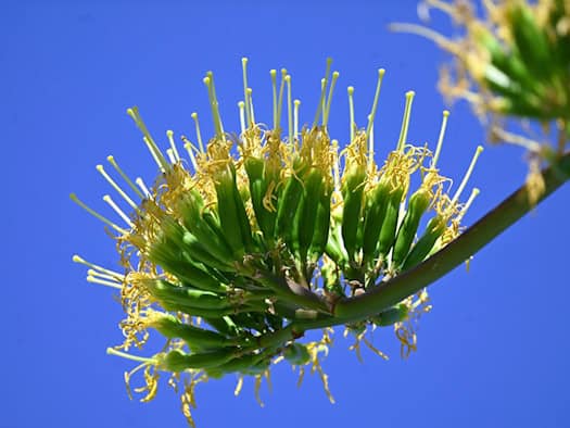 Fast sechs Meter hohe Agave im Schlosspark Nymphenburg blüht nach Jahrzehnten