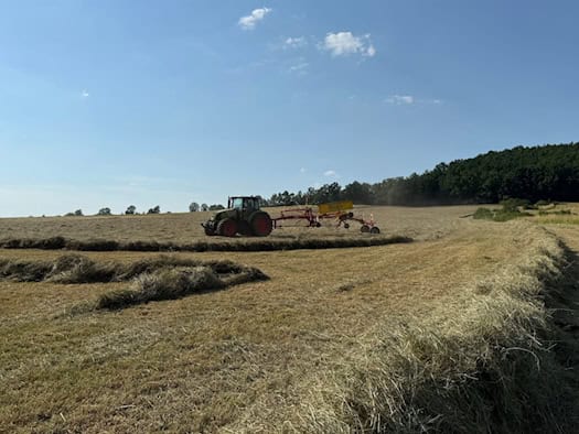 Dürre und Futtermangel: Bauern dürfen Brachen mähen