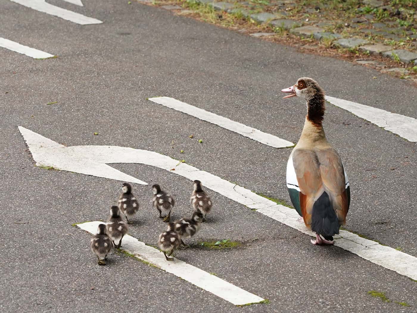 Entenfamilie überfahren – Verstoß gegen Tierschutzgesetz?