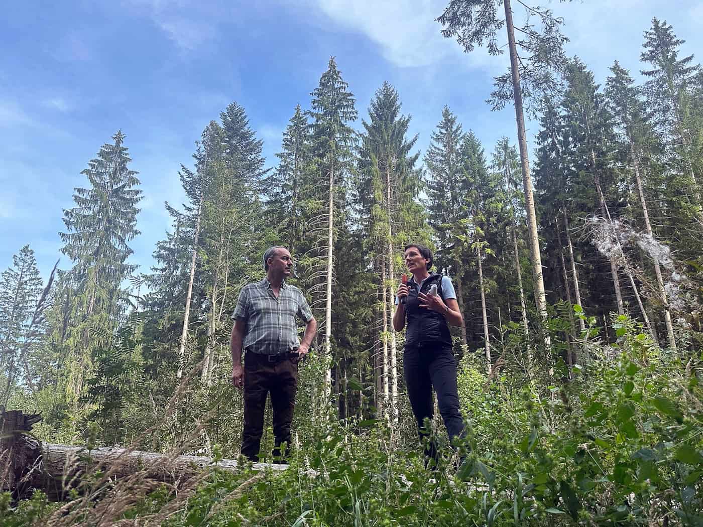 Erfolgreicher Kampf gegen Borkenkäfer im Bayerischen Wald