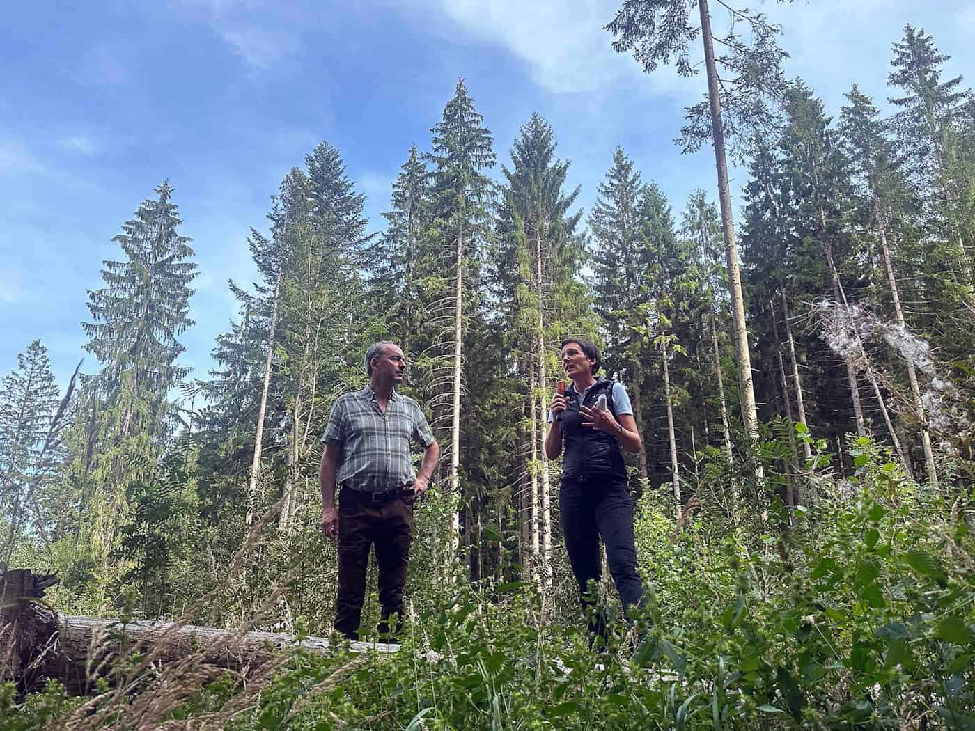 Borkenkäfer-Situation im Bayerischen Wald entspannt sich deutlich