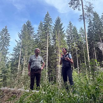 Borkenkäfer-Situation im Bayerischen Wald entspannt sich deutlich