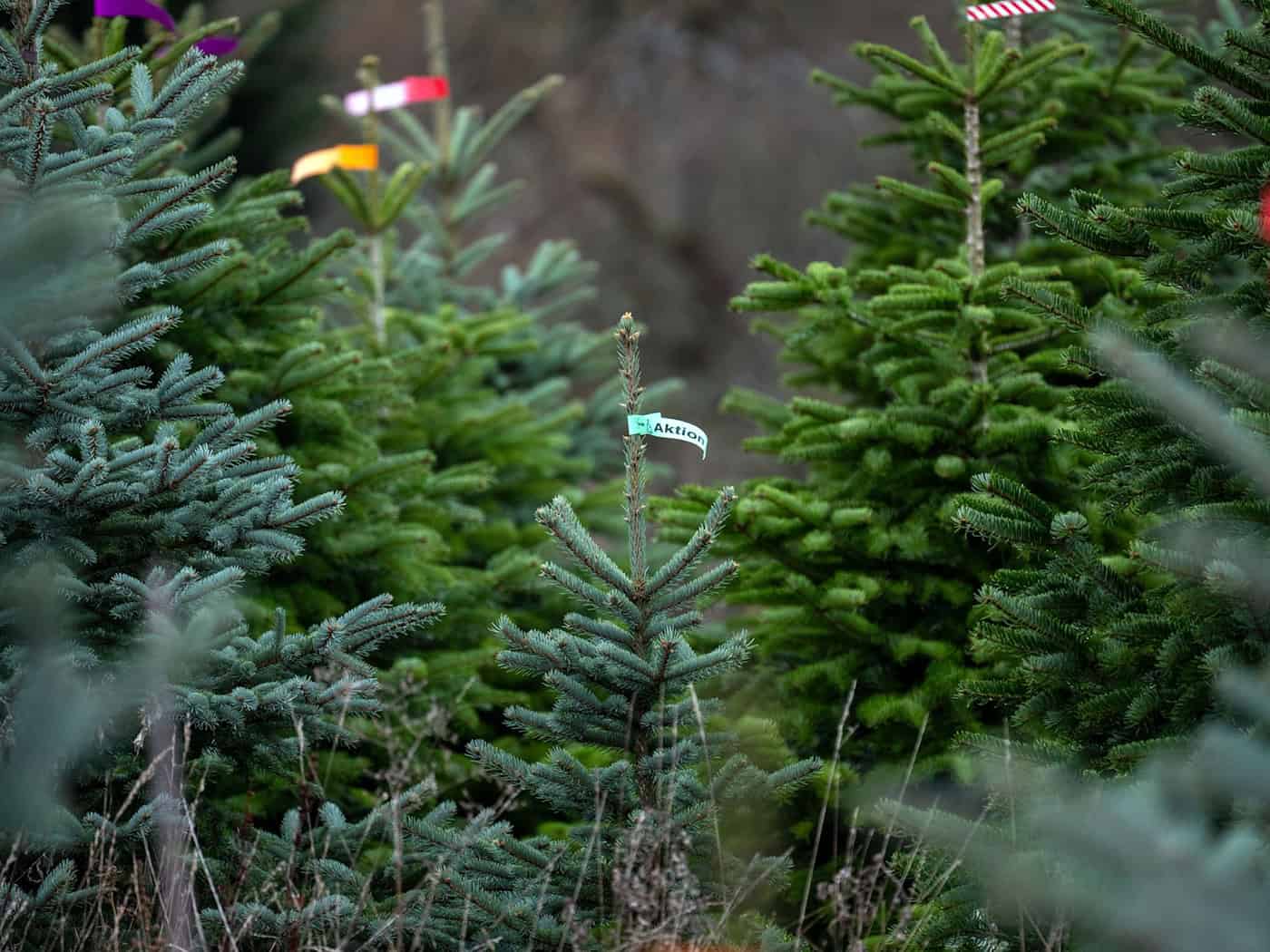 Christbäume in Deutschland und Österreich kaum durch Trockenheit geschädigt – Hagel bleibt Risiko