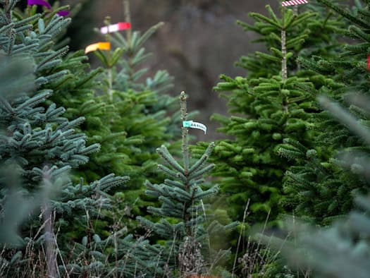 Christbäume in Deutschland und Österreich kaum durch Trockenheit geschädigt – Hagel bleibt Risiko