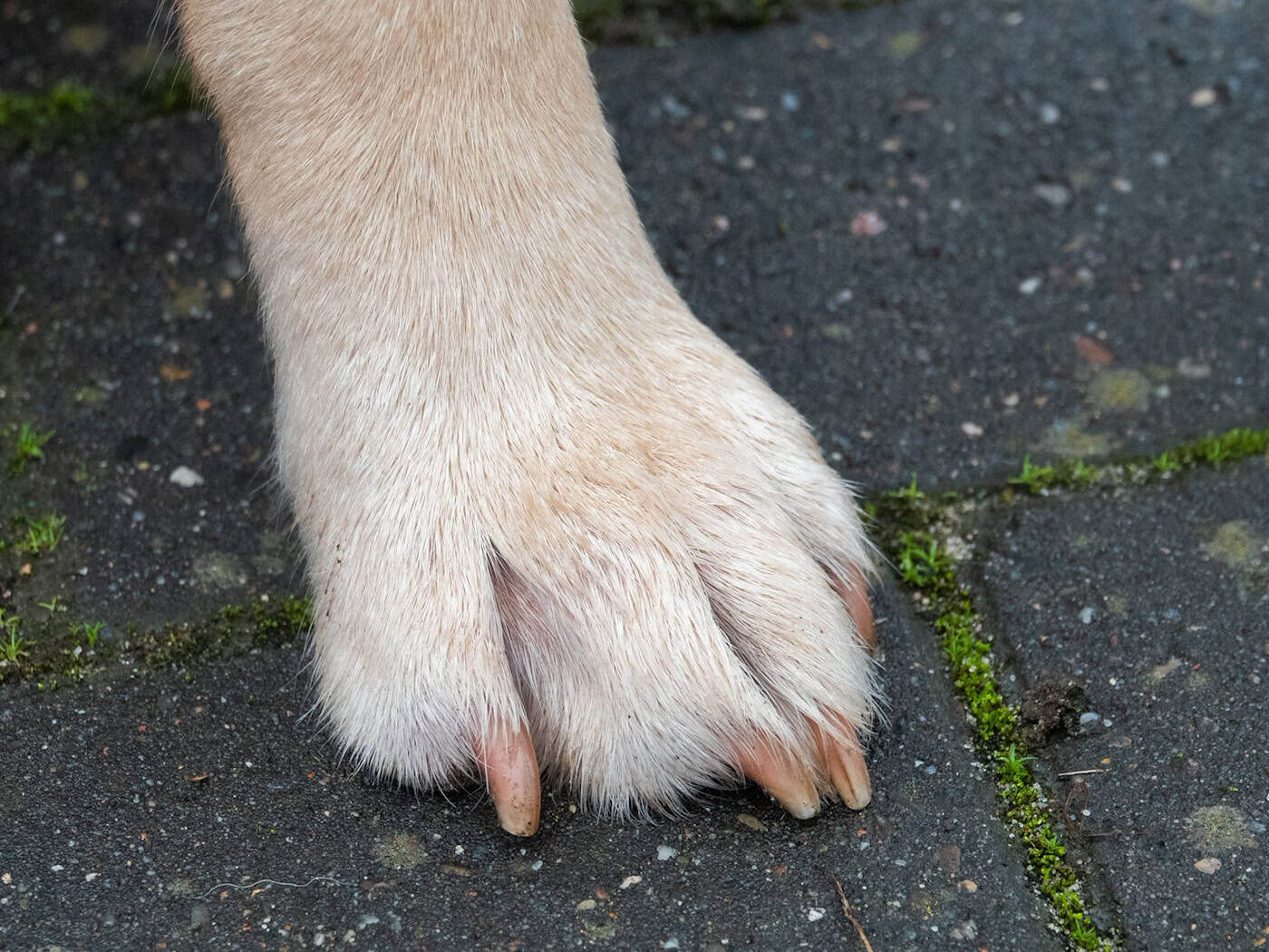 Hund wird von Auto überfahren und stirbt