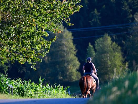 Junger Motorradfahrer rammt Pferd auf Feldweg
