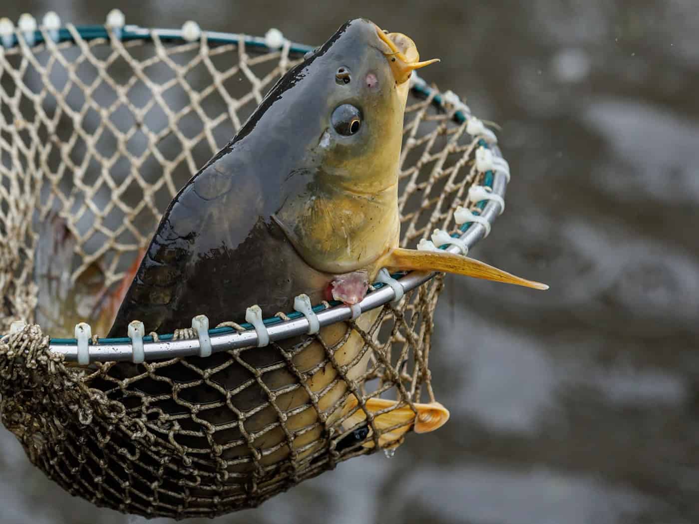Karpfensaison beginnt – Produktion geht zurück