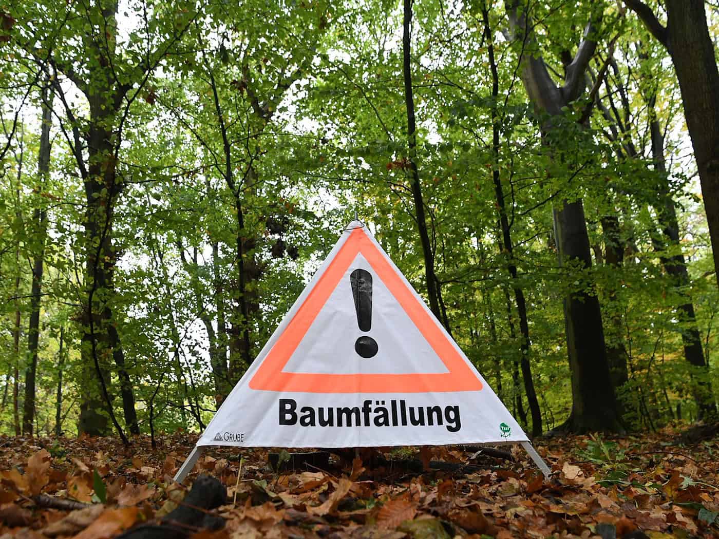 Mann will Buche fällen - und wird von anderem Baum verletzt