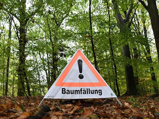 Mann will Buche fällen - und wird von anderem Baum verletzt
