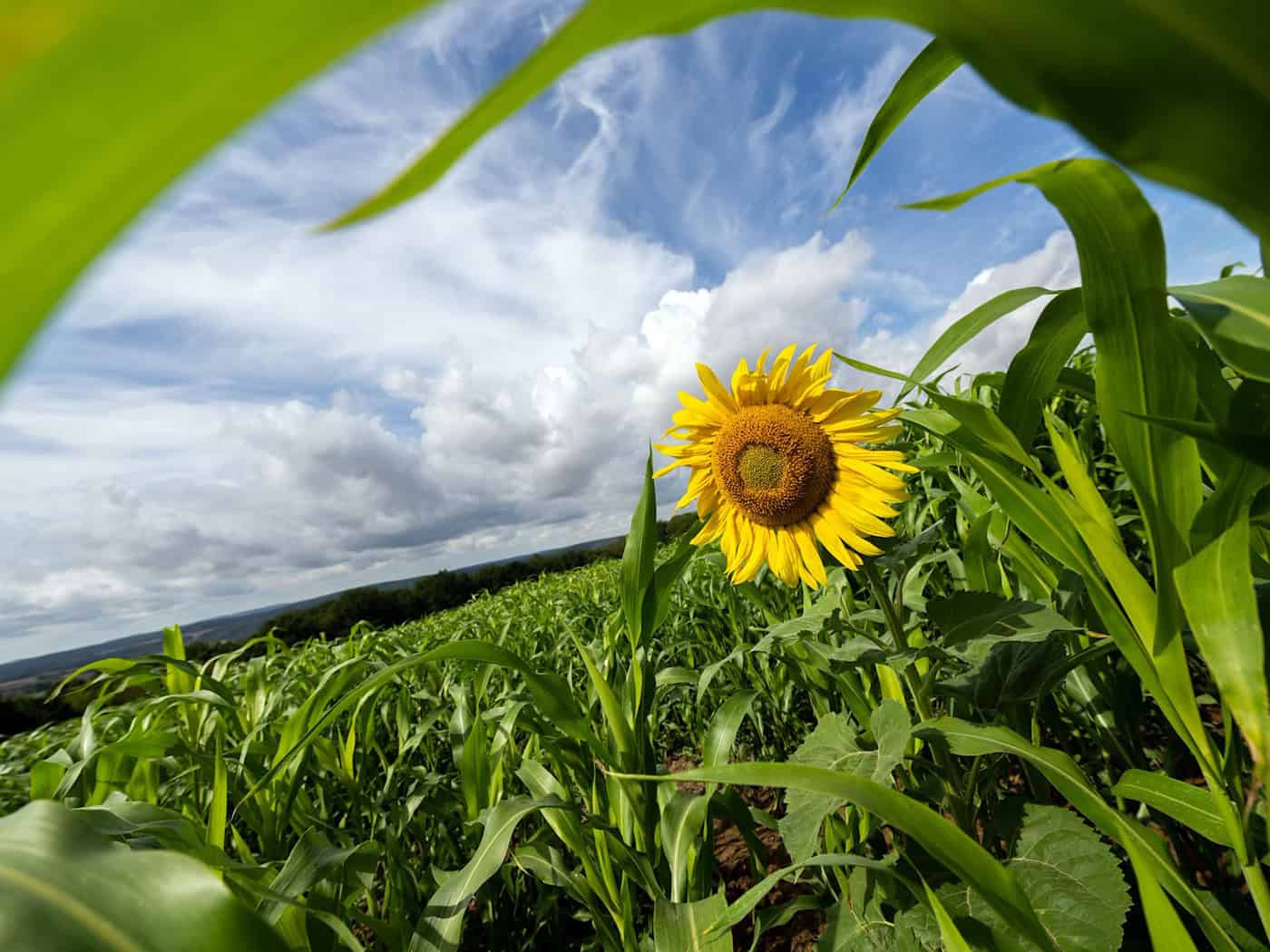 Sonne kehrt in weiten Teilen Bayerns zurück – Donnerstag heiß, Freitag Regen