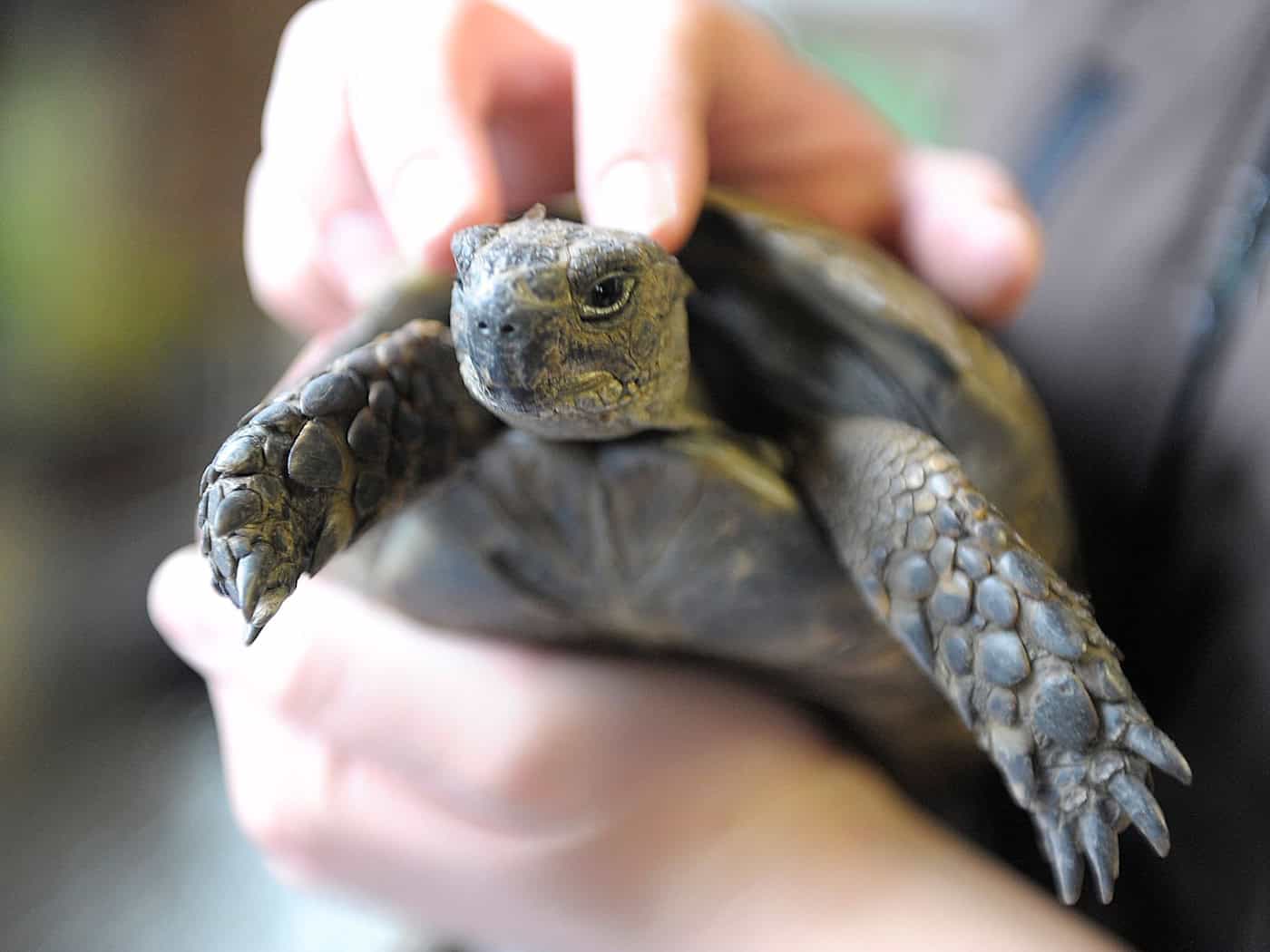 Schildkröte auf Staatsstraße ausgebüxt bei Lamerdingen – Finder geben Tier dem Besitzer zurück