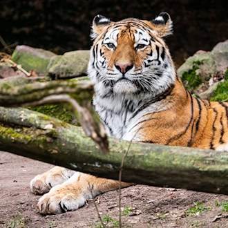 Sibirischer Tiger Manu aus Nürnberg in Zoo Landau angekommen