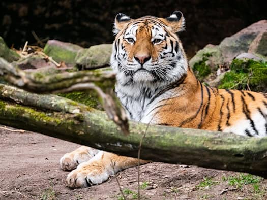 Sibirischer Tiger aus Nürnberg zieht in Landauer Zoo ein