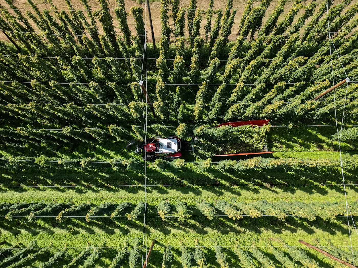 Bayerns Hopfenbauern erwarten 80–100 Mio. Euro Mindereinnahmen durch sinkenden Bierkonsum und Hitze
