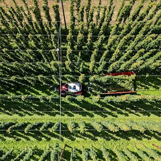 Bayerns Hopfenbauern erwarten 80–100 Mio. Euro Mindereinnahmen durch sinkenden Bierkonsum und Hitze