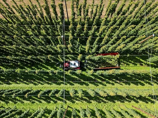 Bayerns Hopfenbauern erwarten 80–100 Mio. Euro Mindereinnahmen durch sinkenden Bierkonsum und Hitze