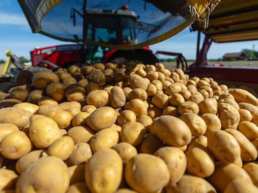 So fällt die bayerische Kartoffelernte aus