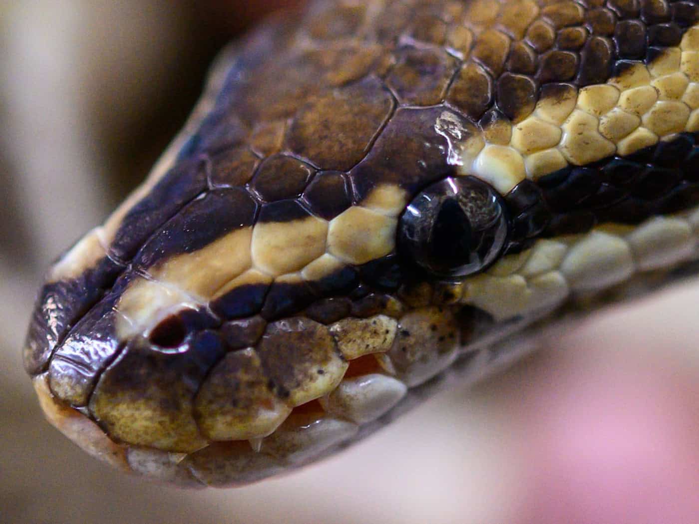 Souvenir aus Pythonleder beschlagnahmt – Zoll warnt Reisende