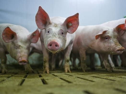 Stall in Flammen – Hunderte Schweine tot