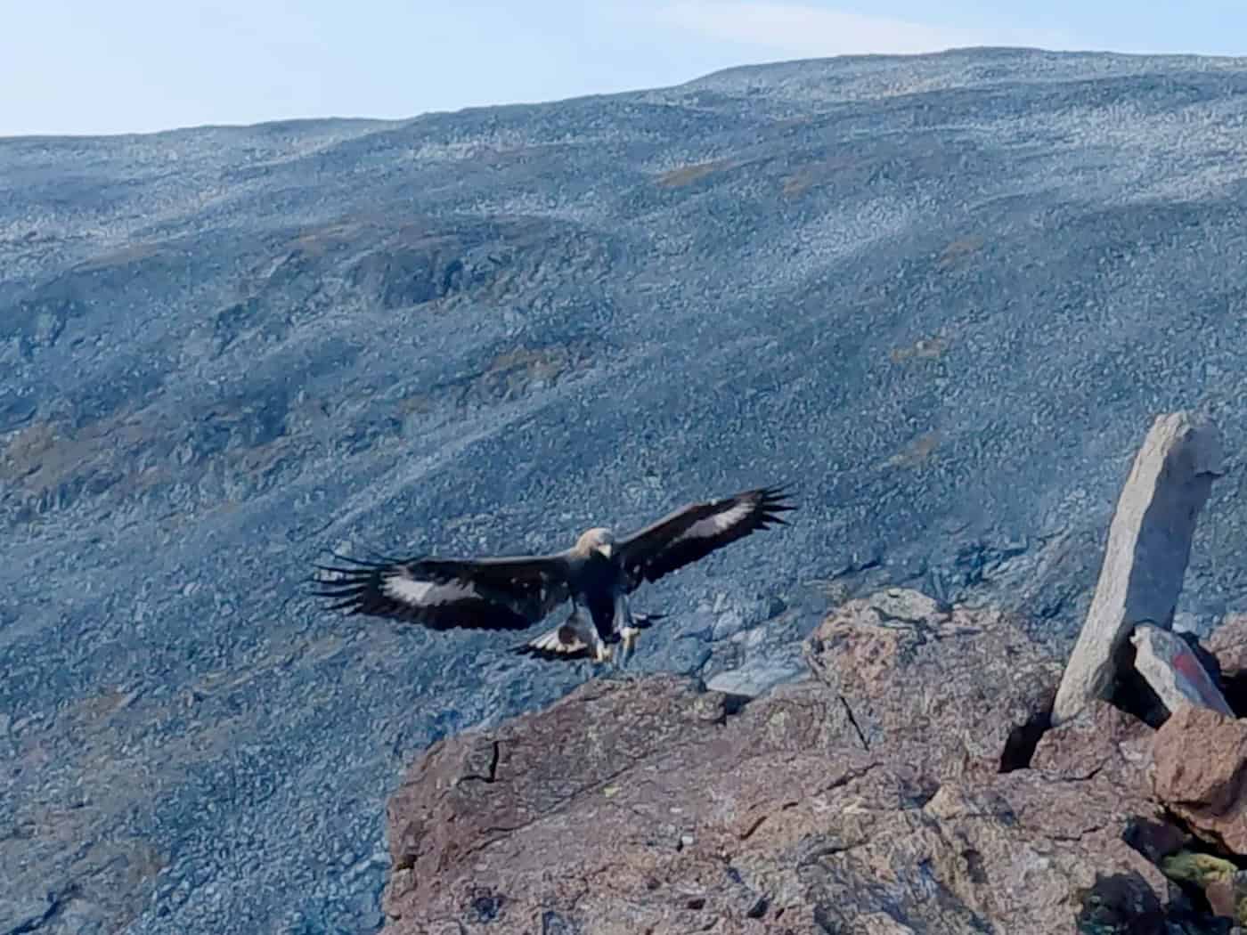 Steinadler greift Drohne an - Absturz
