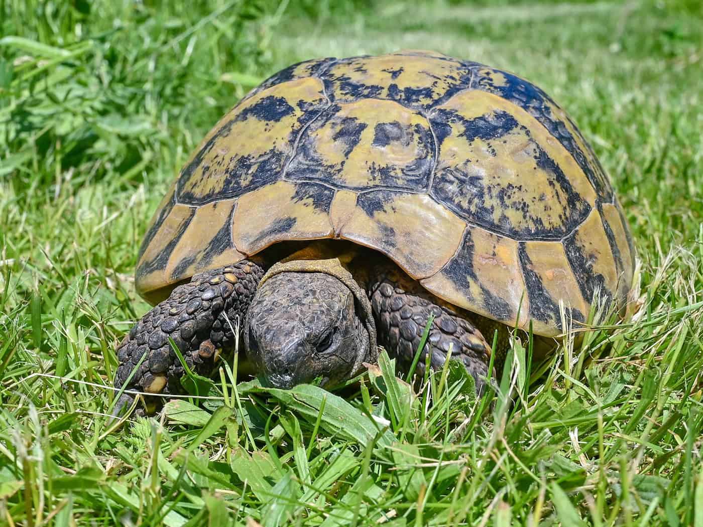 Nach vier Jahren wieder zu Hause: Landschildkröte «Harry» in Opfenbach (Landkreis Lindau) gefunden