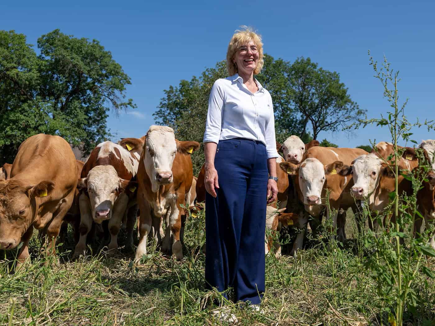 Wiesn: Ochsen vom Gut Karlshof werden zu Stars der Ochsenbraterei