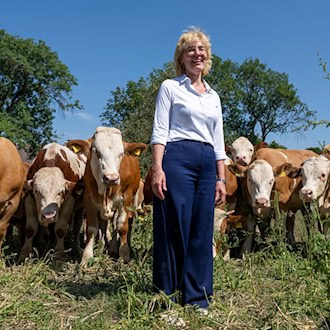 Wiesn: Ochsen vom Gut Karlshof werden zu Stars der Ochsenbraterei