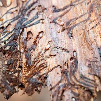 Bayern: Hitze und Trockenheit stärken Borkenkäfer – Waldbesitzer sollen jetzt kontrollieren