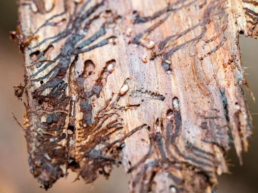 Bayern: Hitze und Trockenheit stärken Borkenkäfer – Waldbesitzer sollen jetzt kontrollieren
