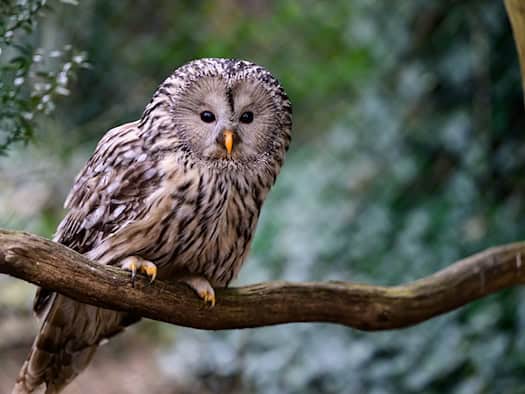 Habichtskauz kehrt nach Nordostbayern zurück – 161 Vögel seit 2017 ausgewildert