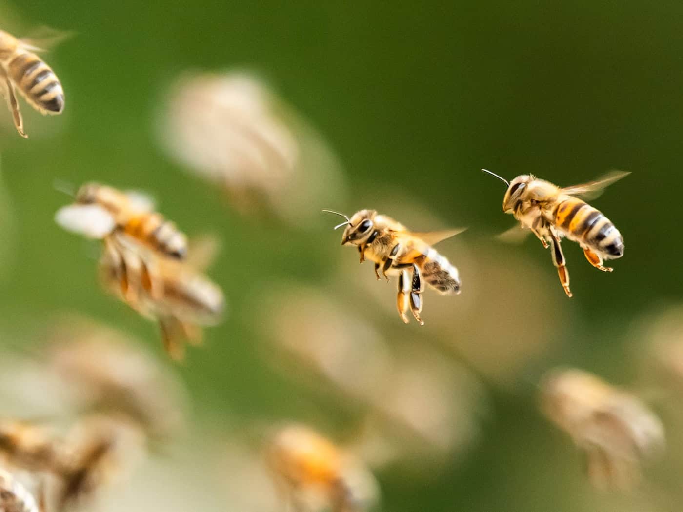 Allergischer Schock nach Bienenstich sorgt für Unfall