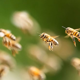 Allergischer Schock nach Bienenstich sorgt für Unfall