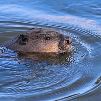 Biber darf nach Angriff auf Schwimmer an Waldsee bleiben