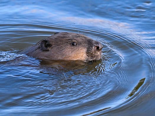 Biber darf nach Angriff auf Schwimmer an Waldsee bleiben
