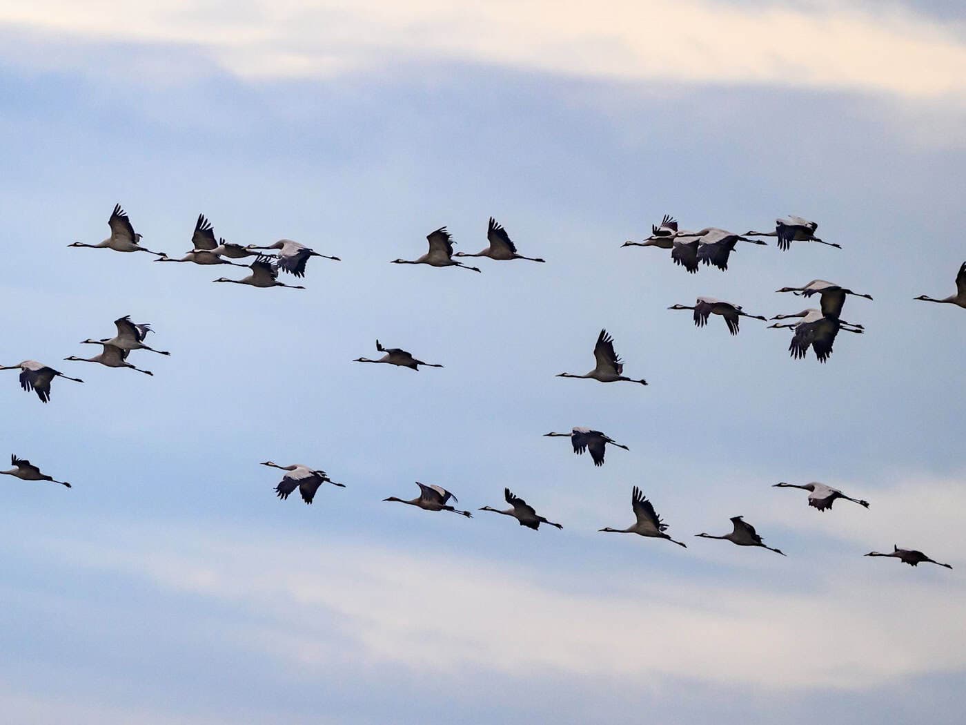 Herbstzug: Millionen Vögel unterwegs – Beobachtungen in Bayern