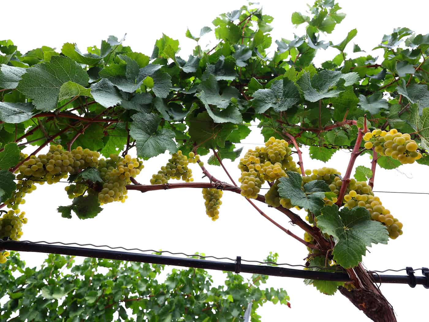 Hauptweinlese in Iphofen: Franken startet Ernte von Silvaner, Riesling und Scheurebe