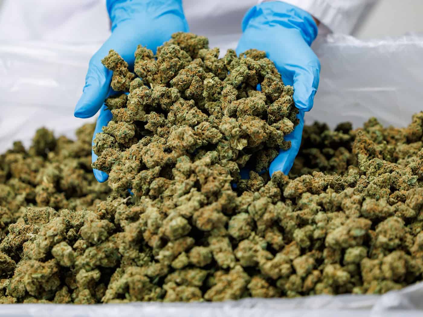 Linnemann drängt in München auf strengere Regeln für Medizinal-Cannabis