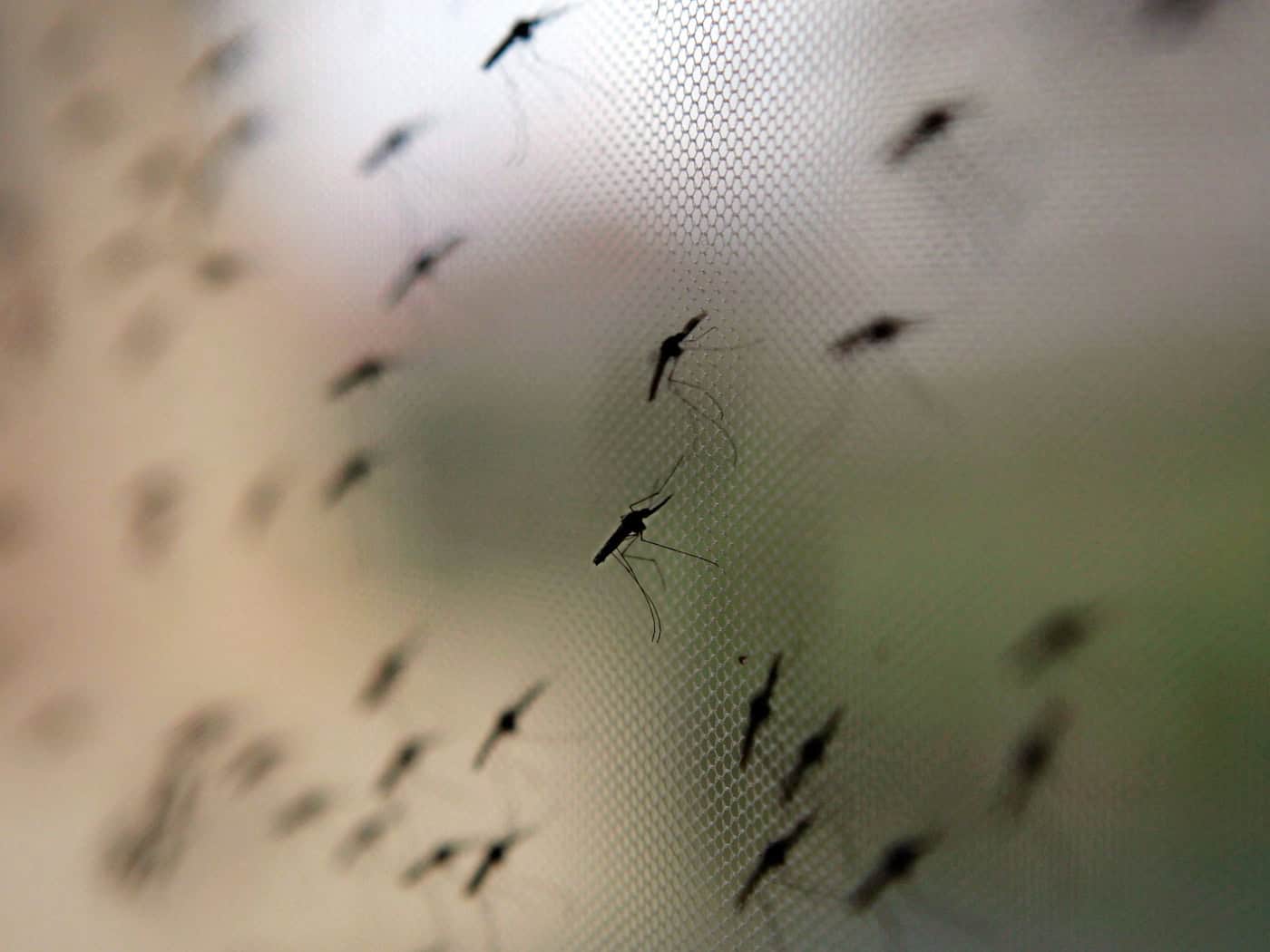 Nach Malaria-Todesfällen bei Flughafen Frankfurt: Tropenmediziner warnt vor Panik und mahnt Behörden zur Wachsamkeit